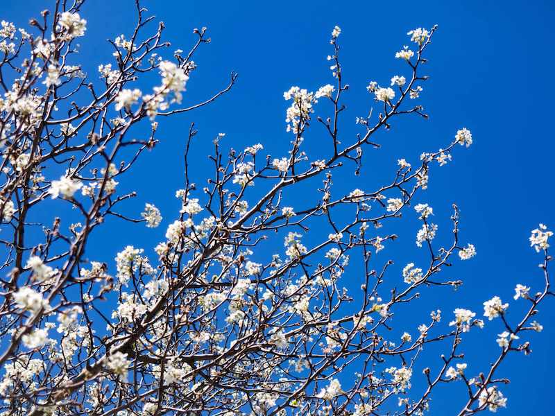 photo arbre en fleur